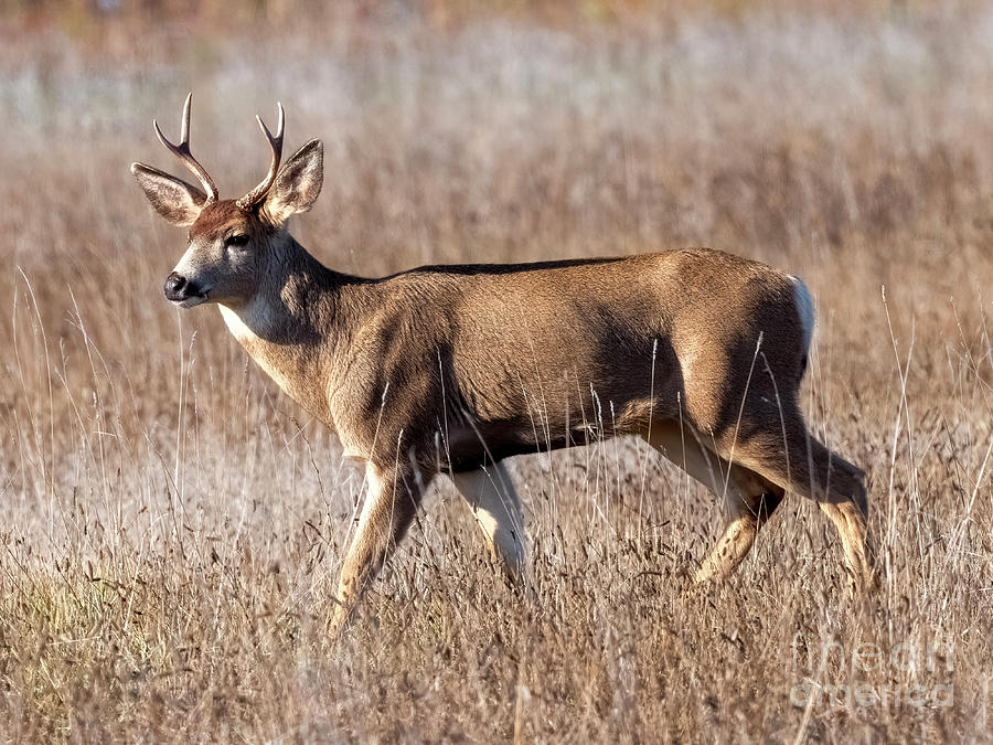 Deer Photograph - Two Point Strut by Michael Dawson