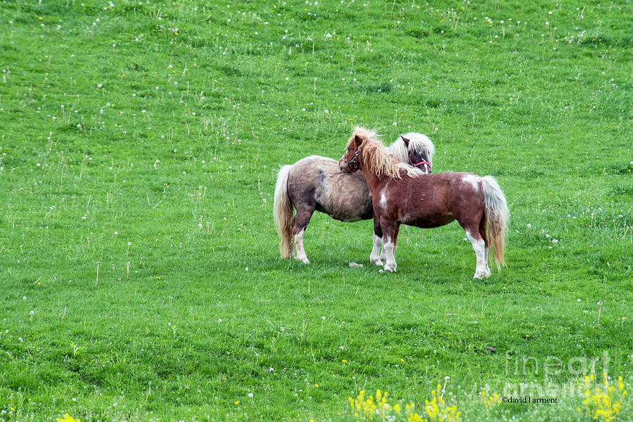 Two Ponies Grooming One Another Photograph by David Arment