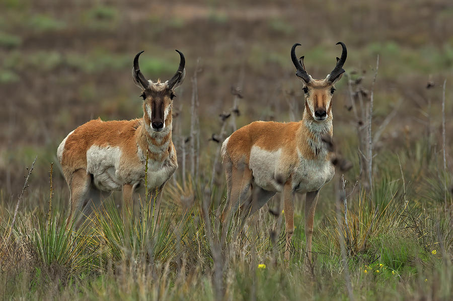 Two Pronghorn Bucks Photograph by Gary Langley