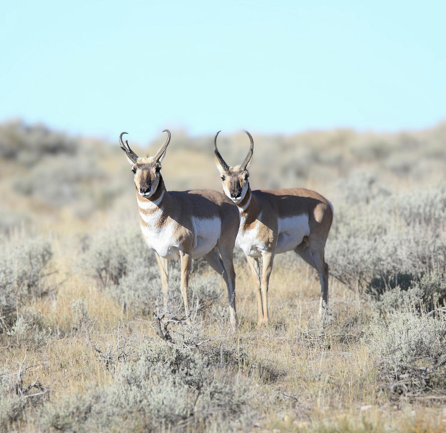 Two Pronghorn In Grand Tetons Photograph by Dan Sproul