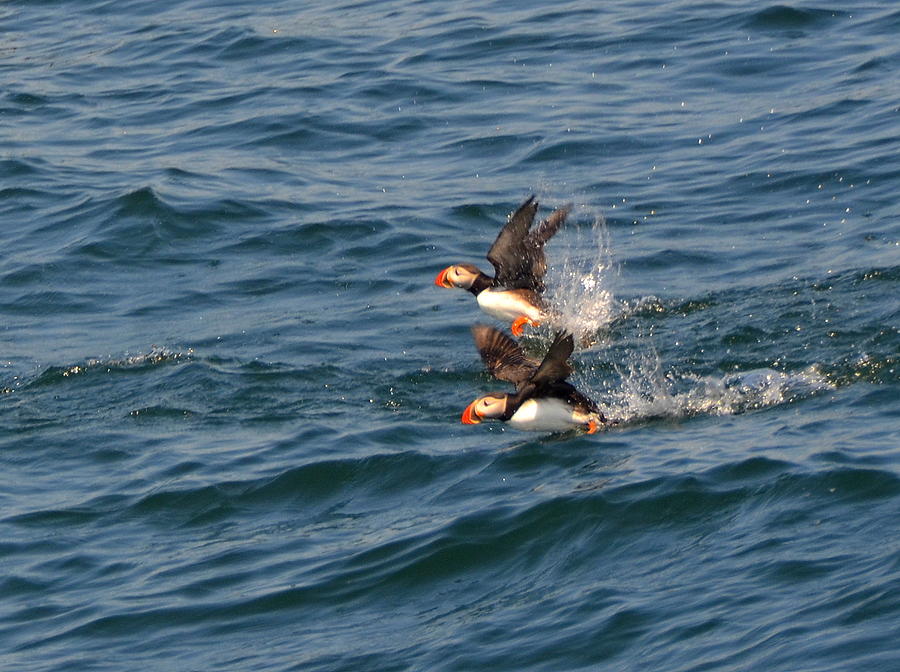 Two Puffins Taking Flight Photograph by Carla Parris