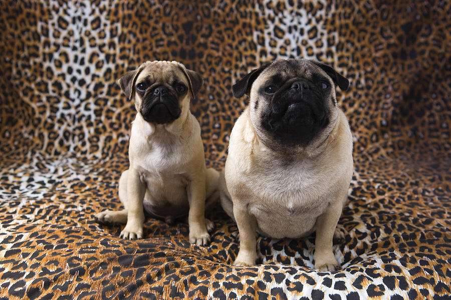 Two Pug dogs sitting against animal print background Photograph by Reggie Casagrande