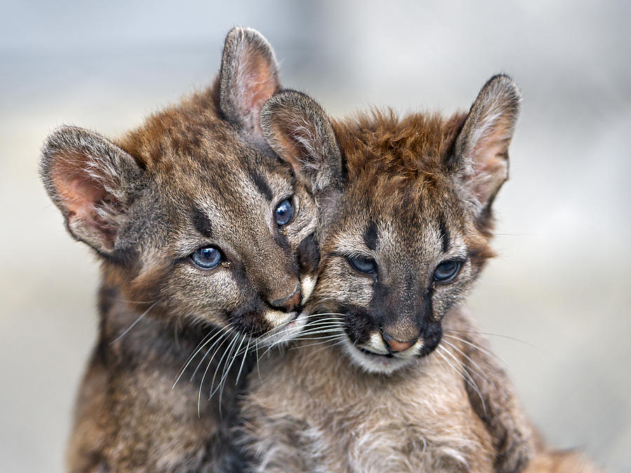 Two puma babies very close Photograph by Picture by Tambako the Jaguar