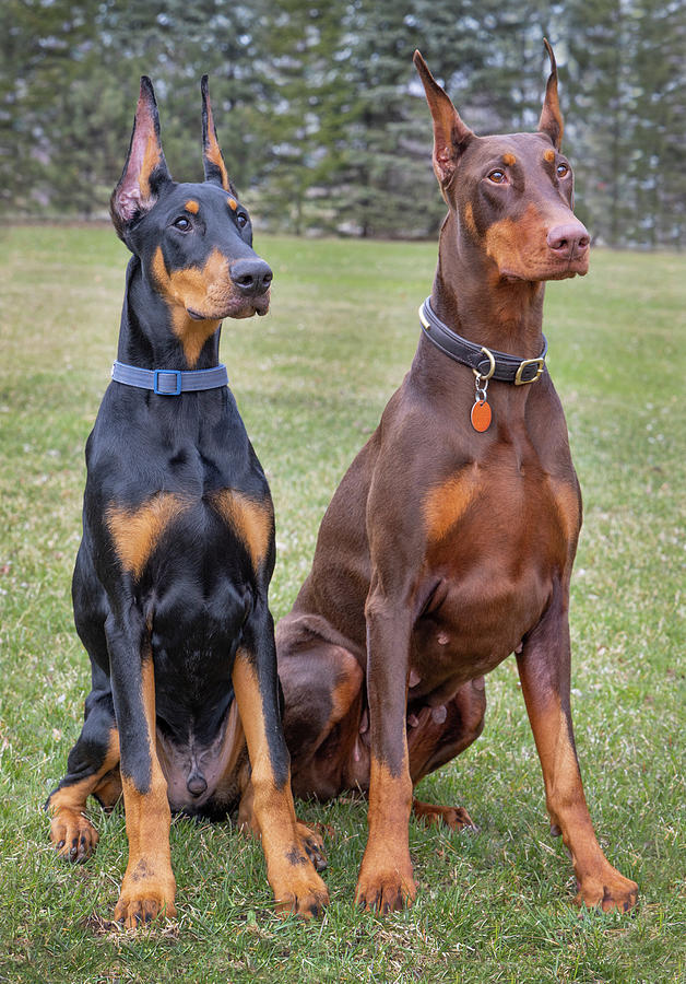 Two purebred doberman pinschers sitting for their portrait Photograph ...