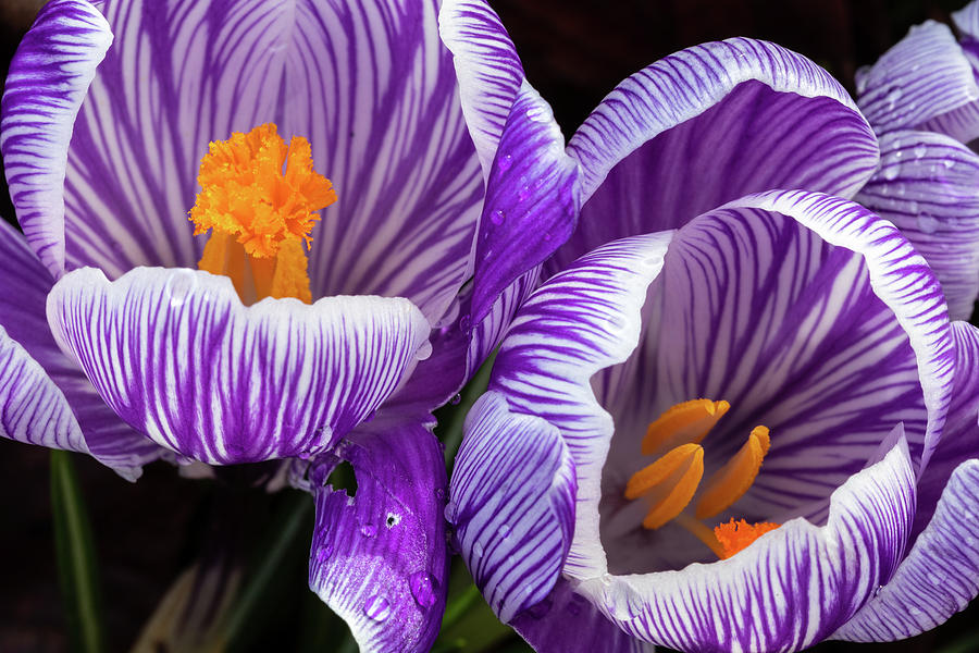 Two Purple and White Striped Crocus Photograph by Catherine Avilez