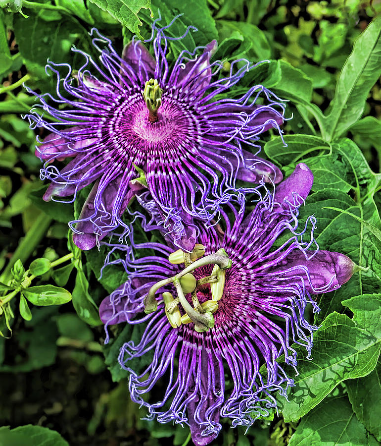 Two Purple Passion Flowers Photograph by HH Photography of Florida