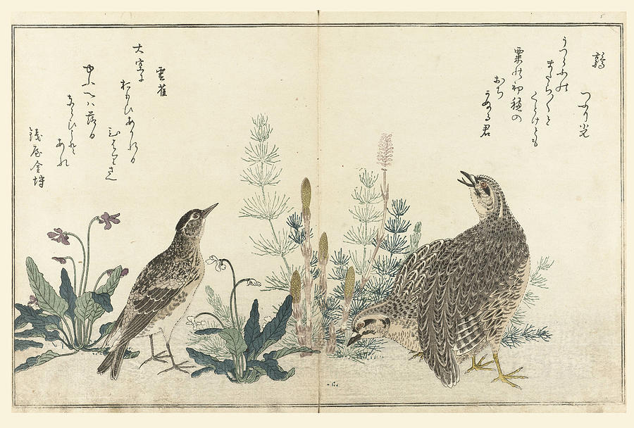 Two quails and a lark Drawing by Kitagawa Utamaro