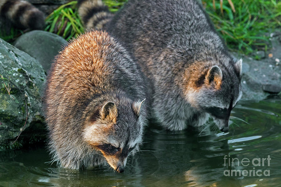 Two Raccoons Photograph by Arterra Picture Library