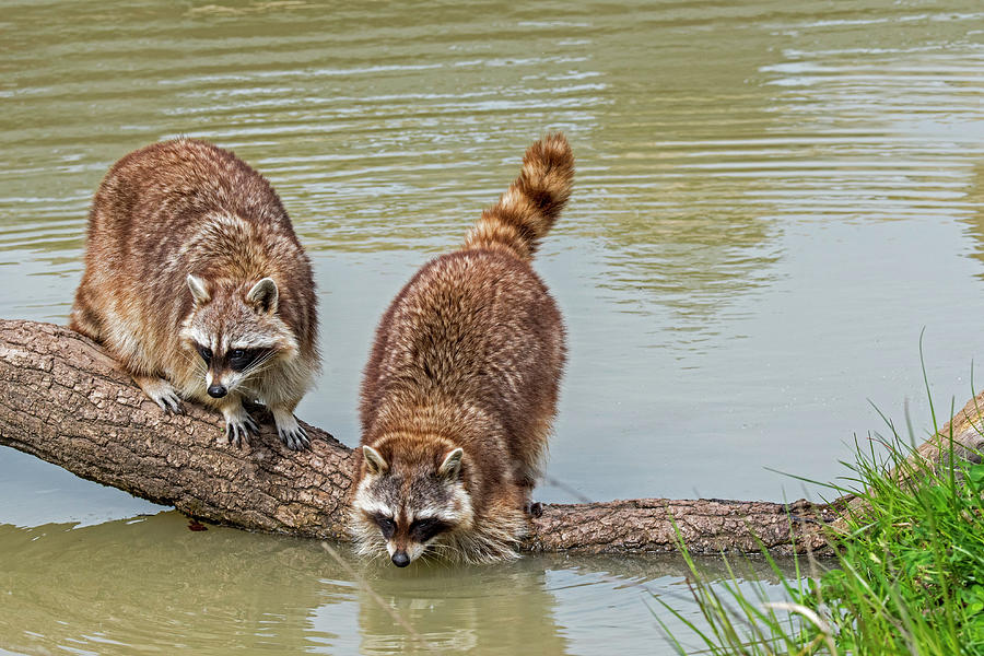 Two Raccoons Washing Food Photograph by Arterra Picture Library