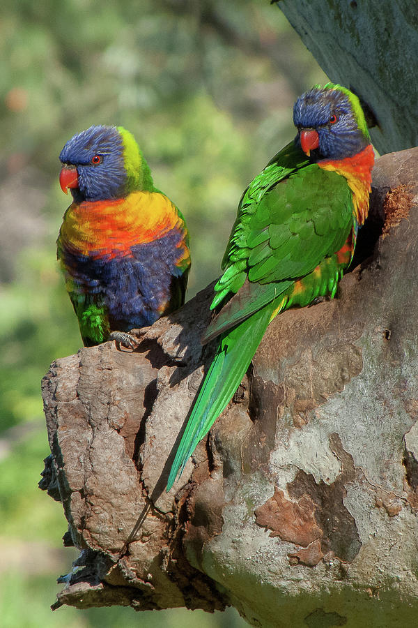 Two Rainbow Lorikeets Photograph by Deane Palmer | Fine Art America