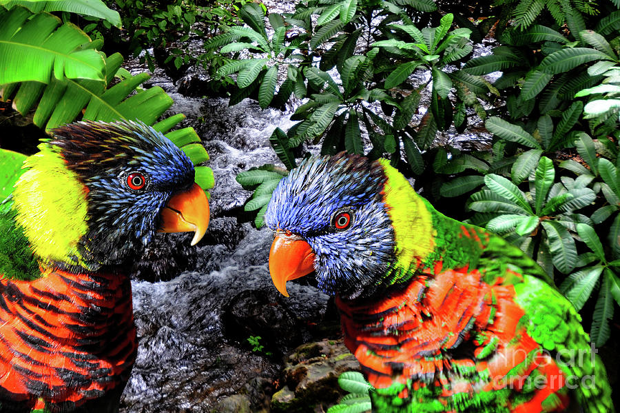 Two Rainbow Lorikeets posing in the rain forest.  Photograph by Gunther Allen