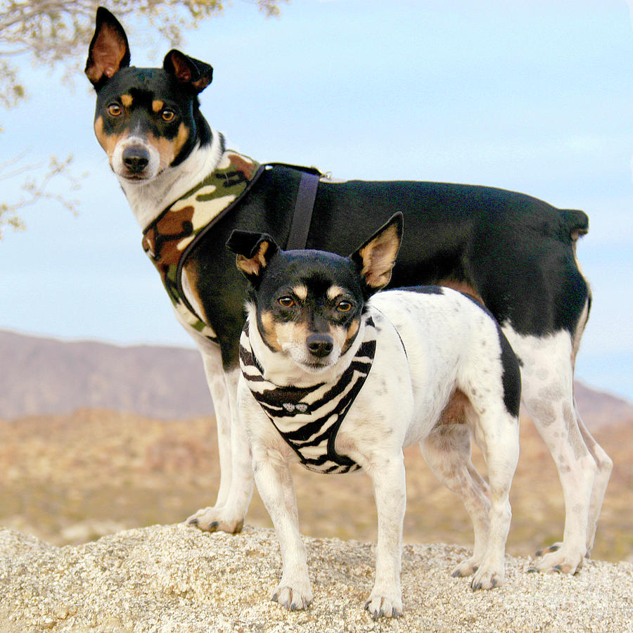 Two Rare Terriers in the Desert looking bad ass Photograph by Gunther Allen