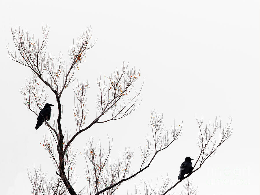 Two Ravens Photograph by Maresa Pryor-Luzier