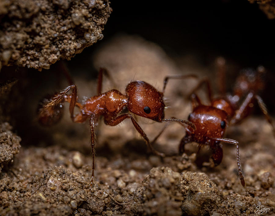 Two Red Ants Photograph by Endre Balogh