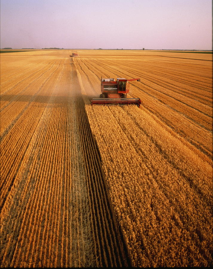 Two red combines harvesting in wheat field Photograph by Andy Sacks