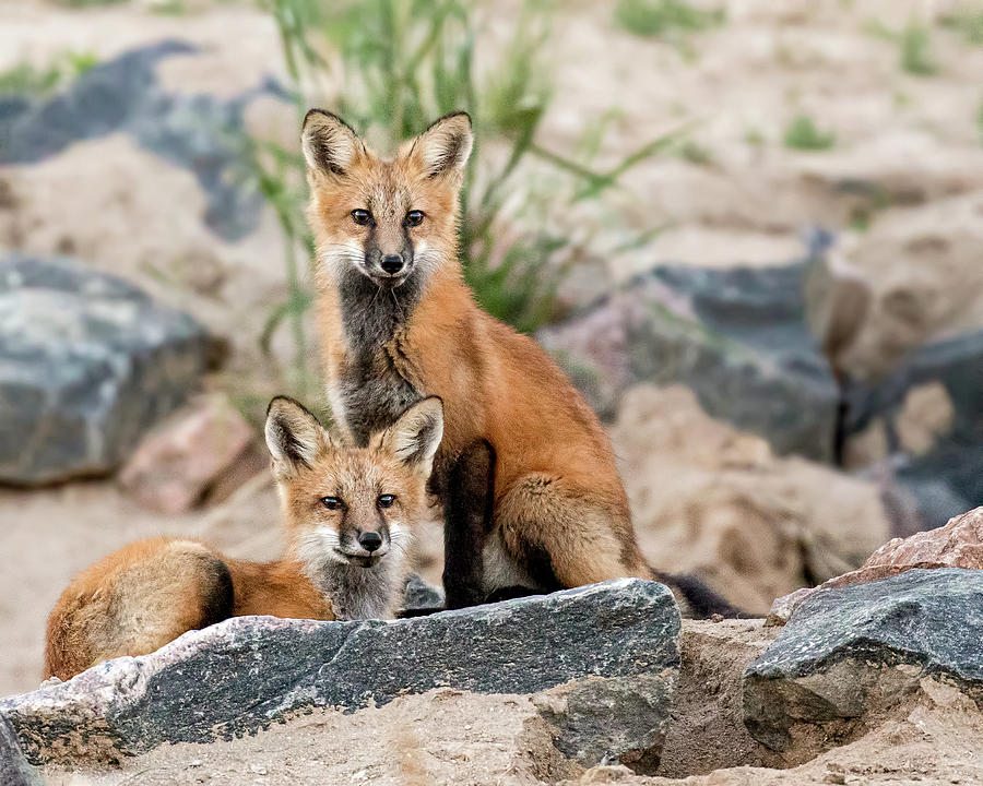 Two Red Foxes Photograph by Dawn Key