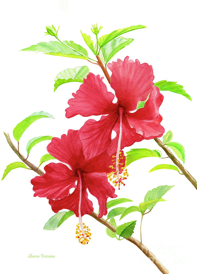 Two Red Hibiscus Flowers 2 with white background Painting by Sharon Freeman