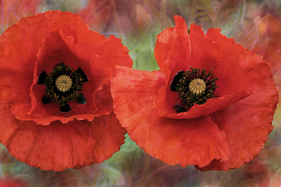 Two Red Poppies on a Textured Background Photograph by Catherine Avilez
