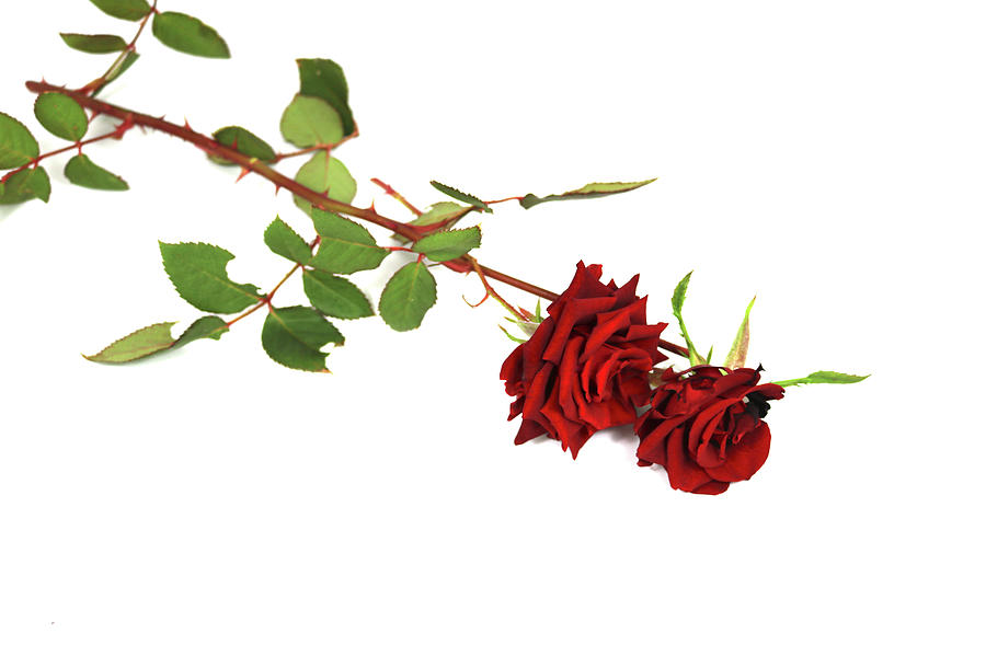 Two Red Roses Photograph