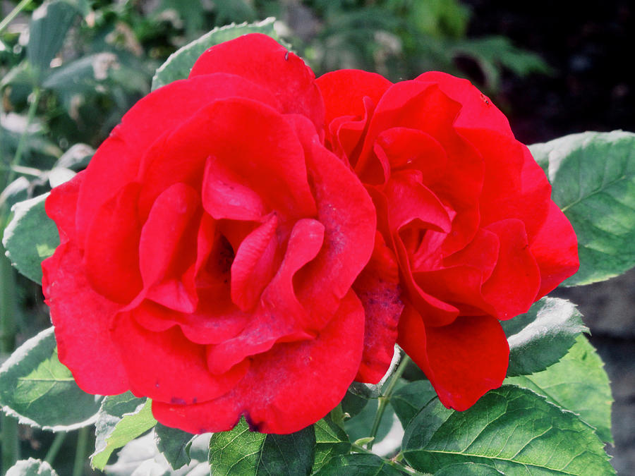 Two Red Roses Photograph by Stephanie Moore