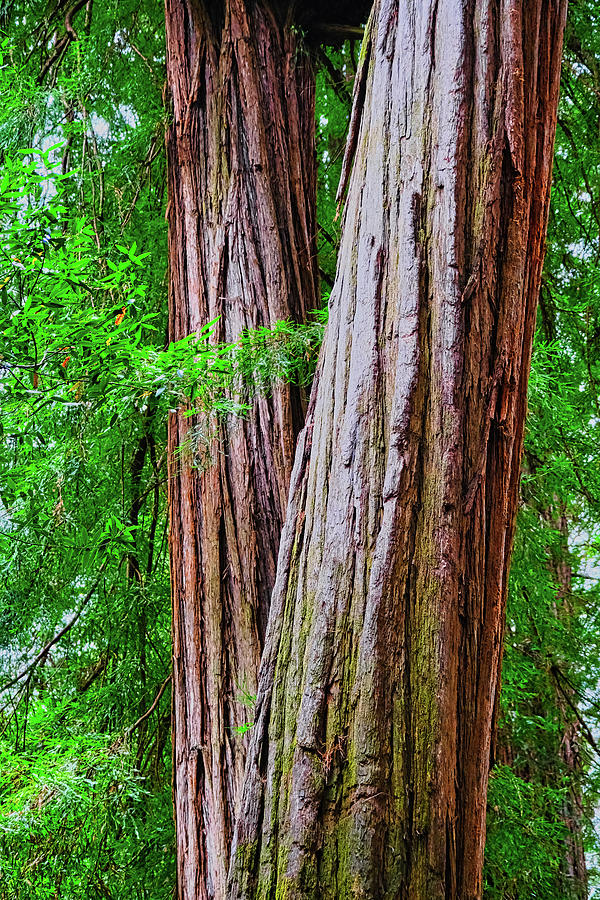 Two Redwood Trunks Photograph by Darryl Brooks