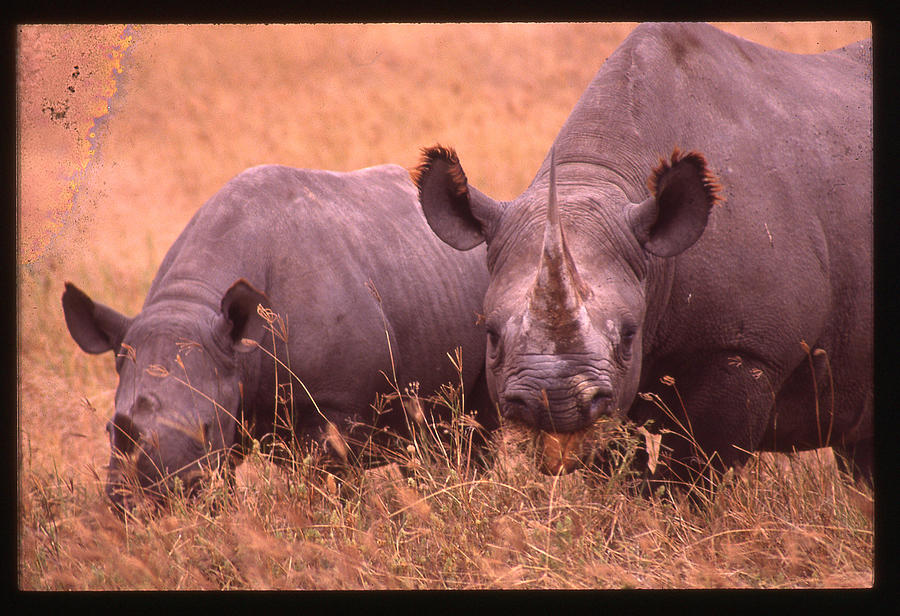 Two Rhinos Eating Photograph by Russel Considine