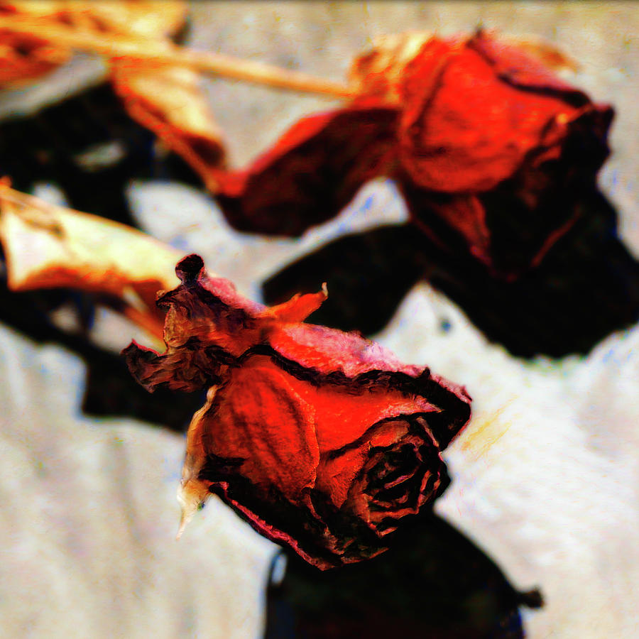 Two roses Photograph by Al Fio Bonina
