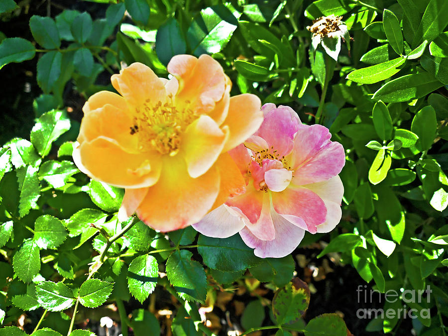 Two Roses Flower_005 Photograph