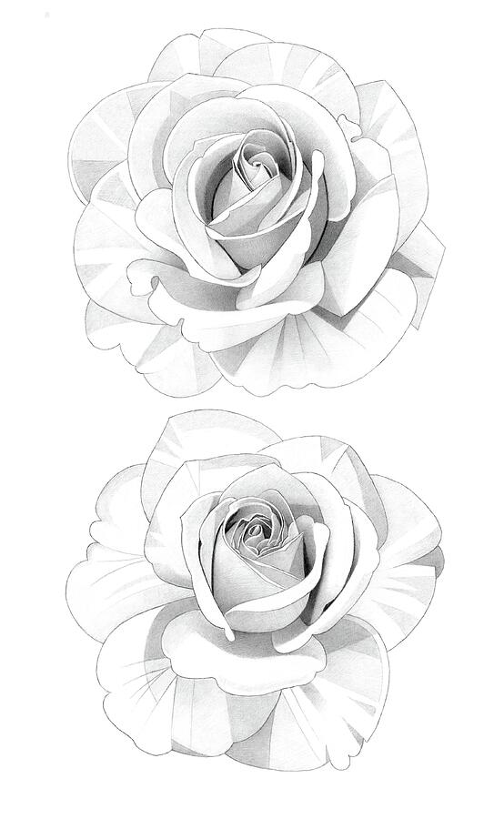 Two Roses Pencil Drawing Drawing by Matthew Hack Fine Art America