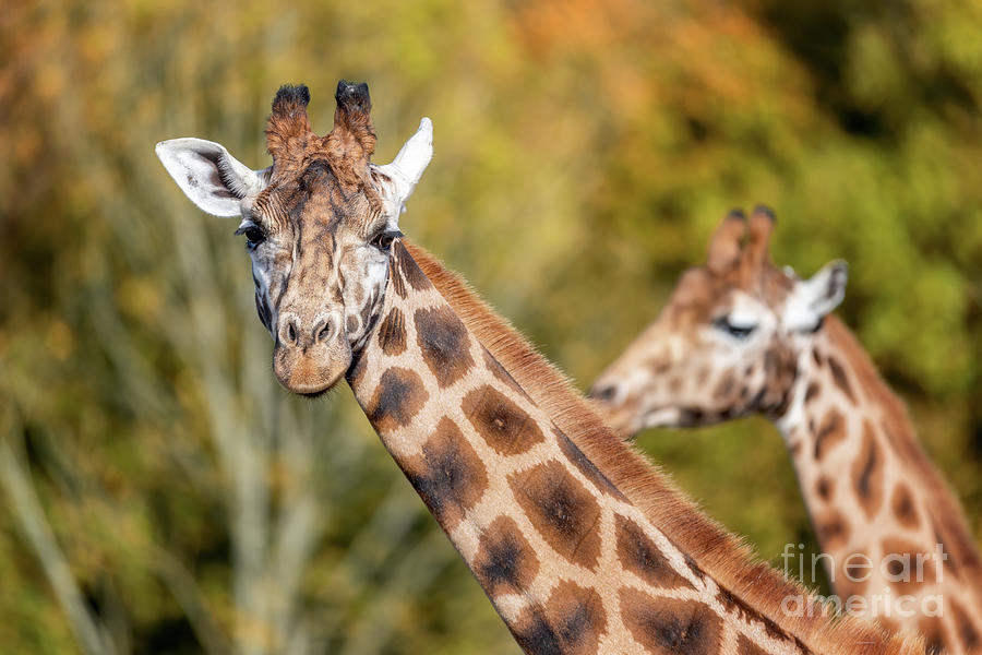 Two Rothschild giraffes, Giraffa camelopardalis rothschildi, against autumn foliage background. Photograph by Jane Rix