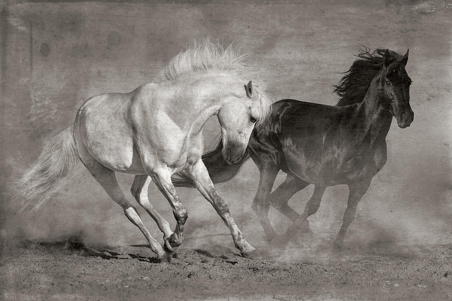 Two Running Horses - grey Digital Art by Steve Ladner