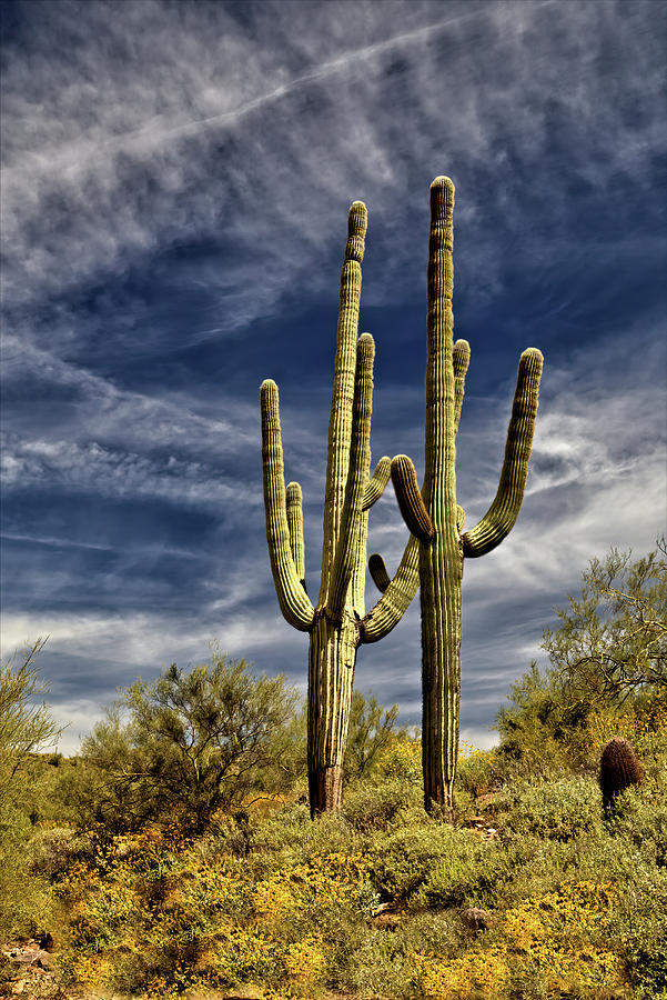 Two Saguaros Photograph by Bob Falcone
