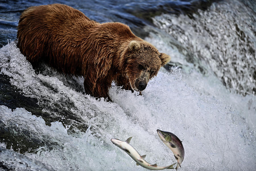 Two Salmons And A Grizzly Bear Photograph