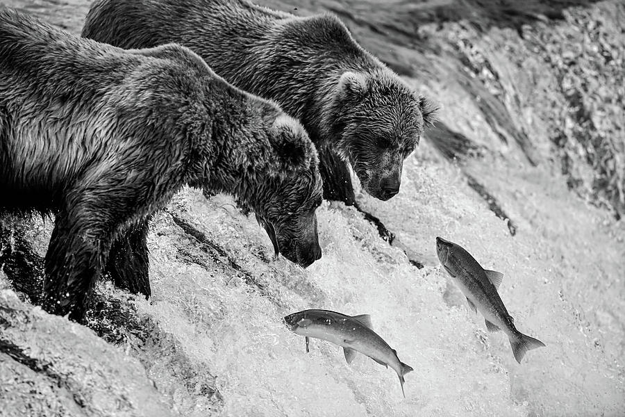 Katmai National Park Photograph - Two Salmons for Two Grizzlies by Amazing Action Photo Video