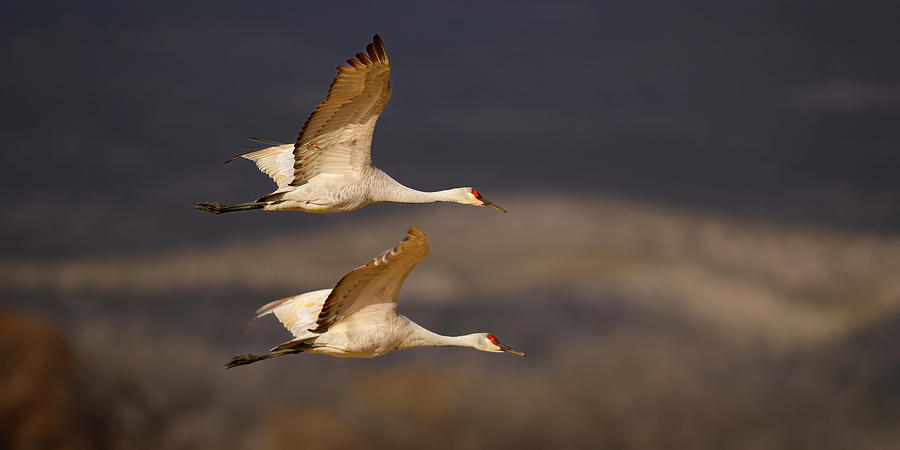 Two Sandhill crane Flying Photograph by Gary Langley