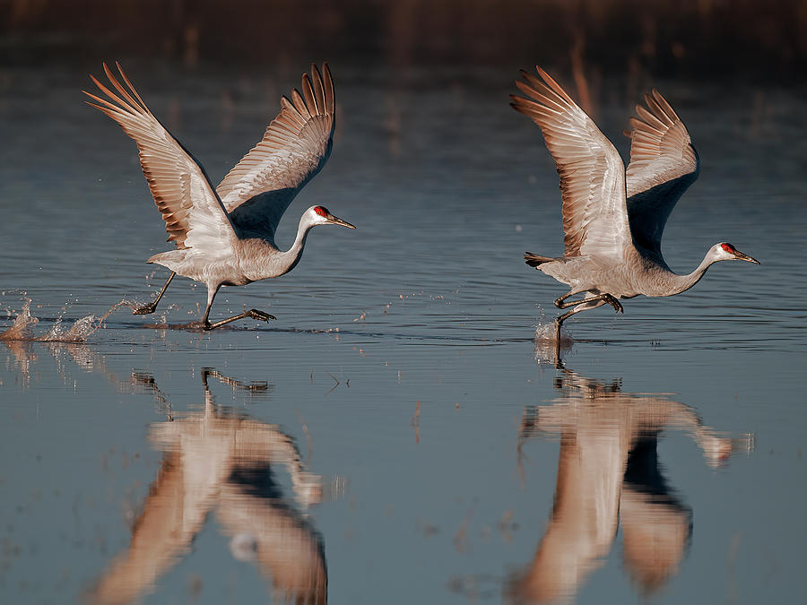 Two Sandhill Crane taking off  sunrise Photograph by Gary Langley