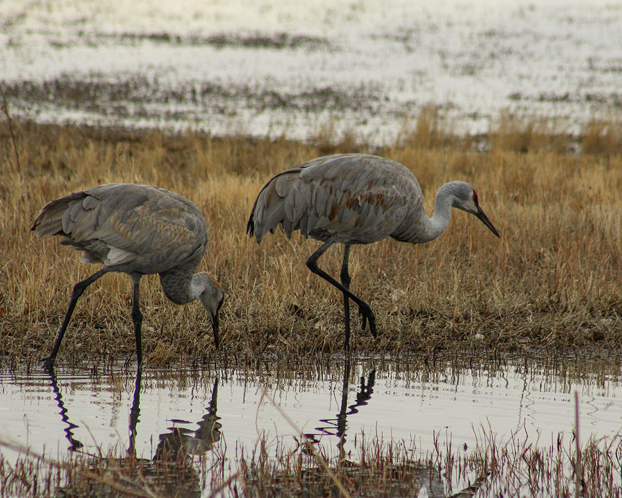 Two Sandhill Cranes In Water On A Gray Day Photograph by Jennifer Gonzales