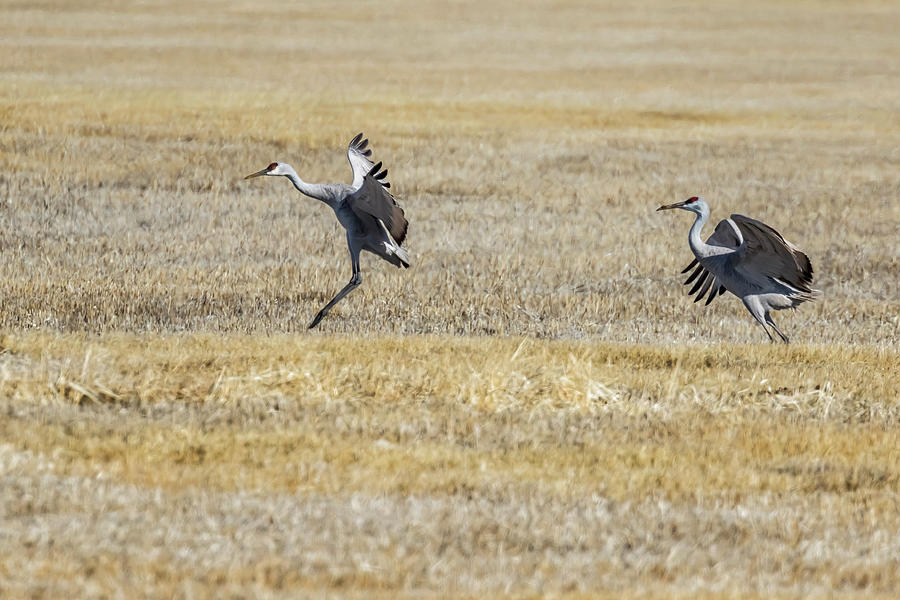 Two Sandhill Cranes Landing in a Field Photograph by Belinda Greb