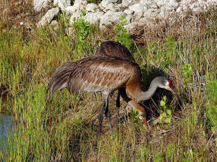 Two Sandhill Cranes Munching Photograph by Sally Weigand - Pixels