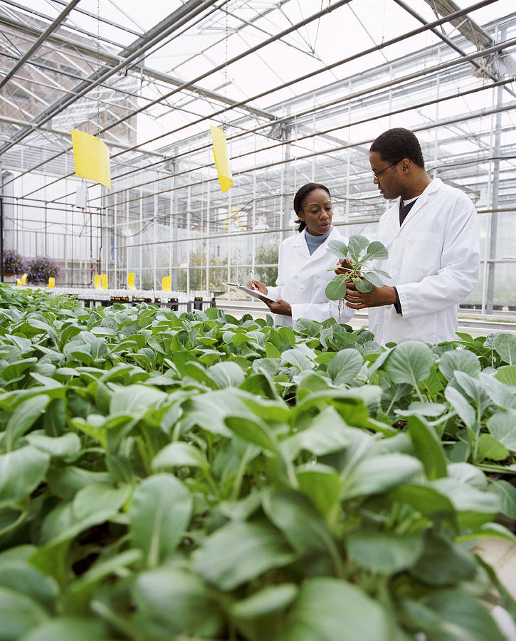 Two Scientists Standing Side by Side and Looking Down at a Plant in a Greenhouse Photograph by Noel Hendrickson