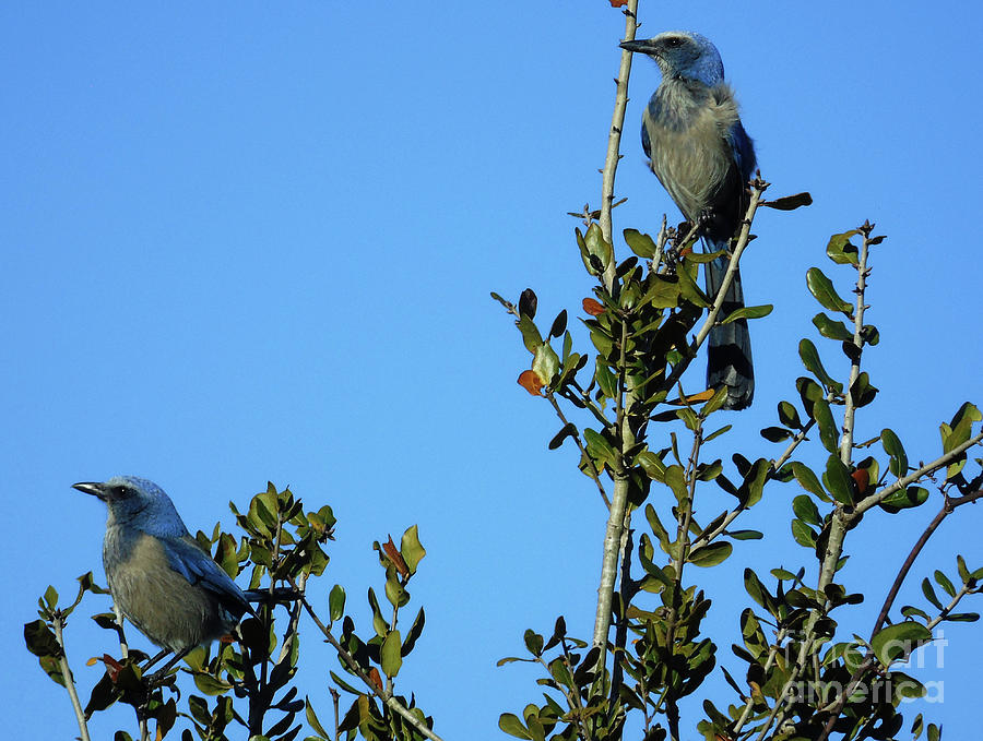 Two Scrub Jays Photograph by D Hackett