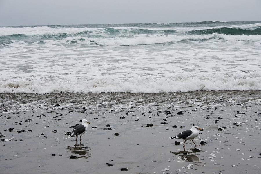 Two Sea Birds Photograph by Beverly Read