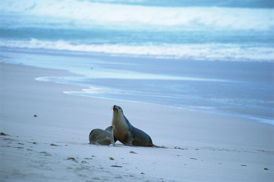 Two sea lions at the seashore, Australia Photograph by Mixa