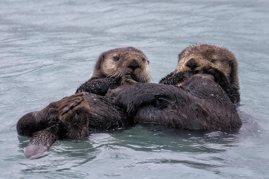 Two Sea Otters, No. 1 Photograph by Belinda Greb - Fine Art America