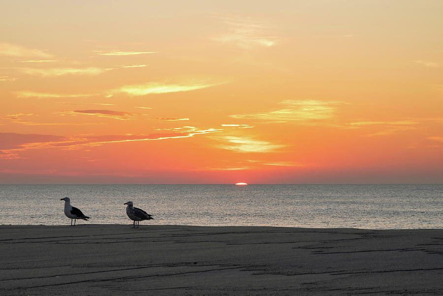Two Seagulls Enjoying a Jersey Shore Sunrise Photograph by Matthew DeGrushe
