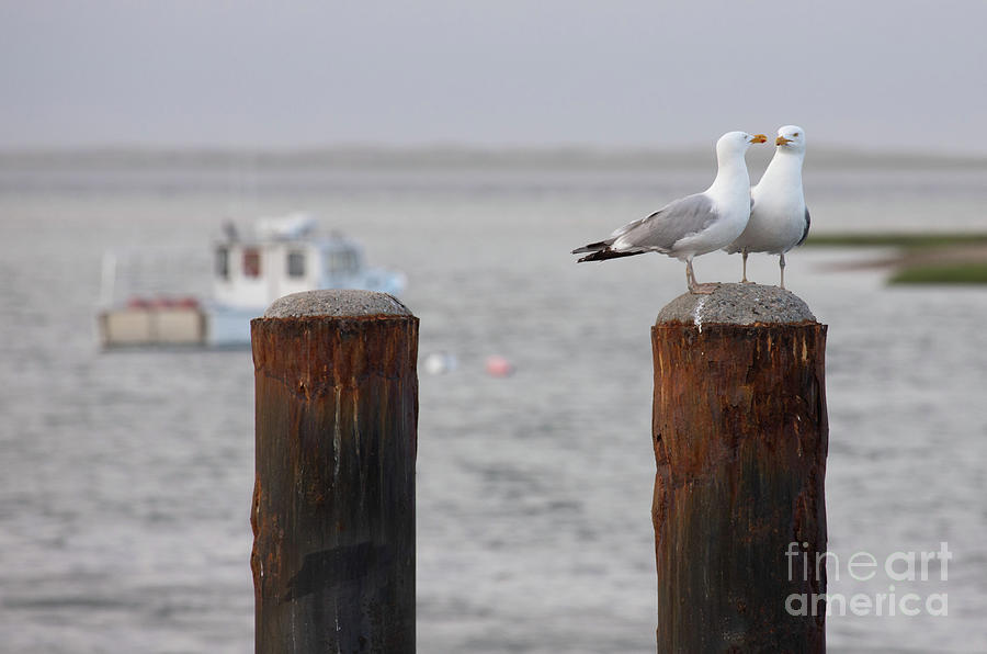 Two Seagulls Photograph by Jeannette Hunt