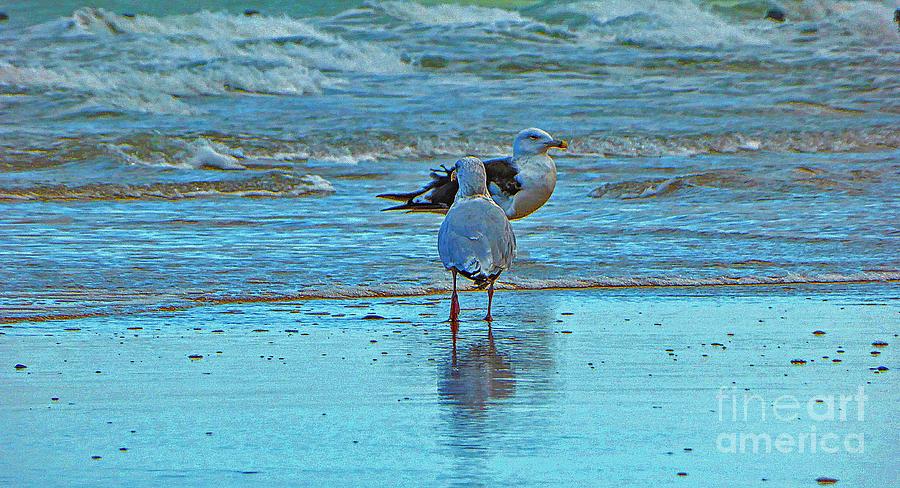 Two seagulls on the beach Photograph by Amalia Suruceanu