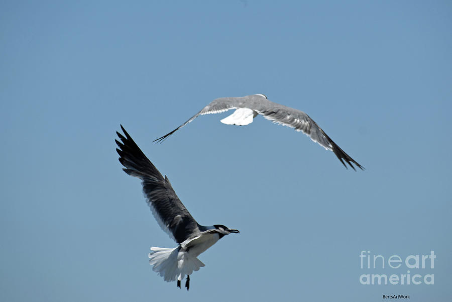 Two Seagulls Photograph by Roberta Byram