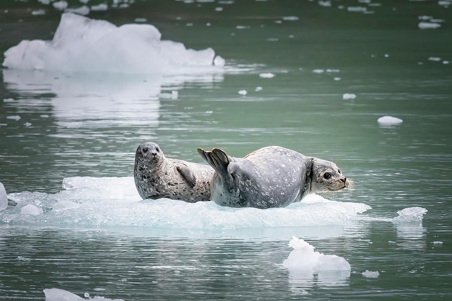 Two Seals Seward Alaska Photograph by Joan Carroll