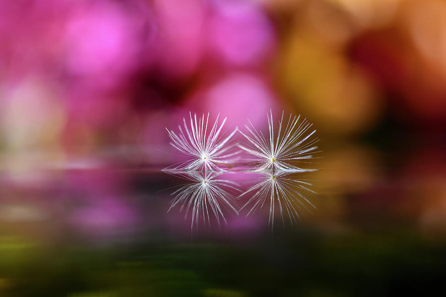 Two seeds in front of colorful flower Photograph by Dan Friend